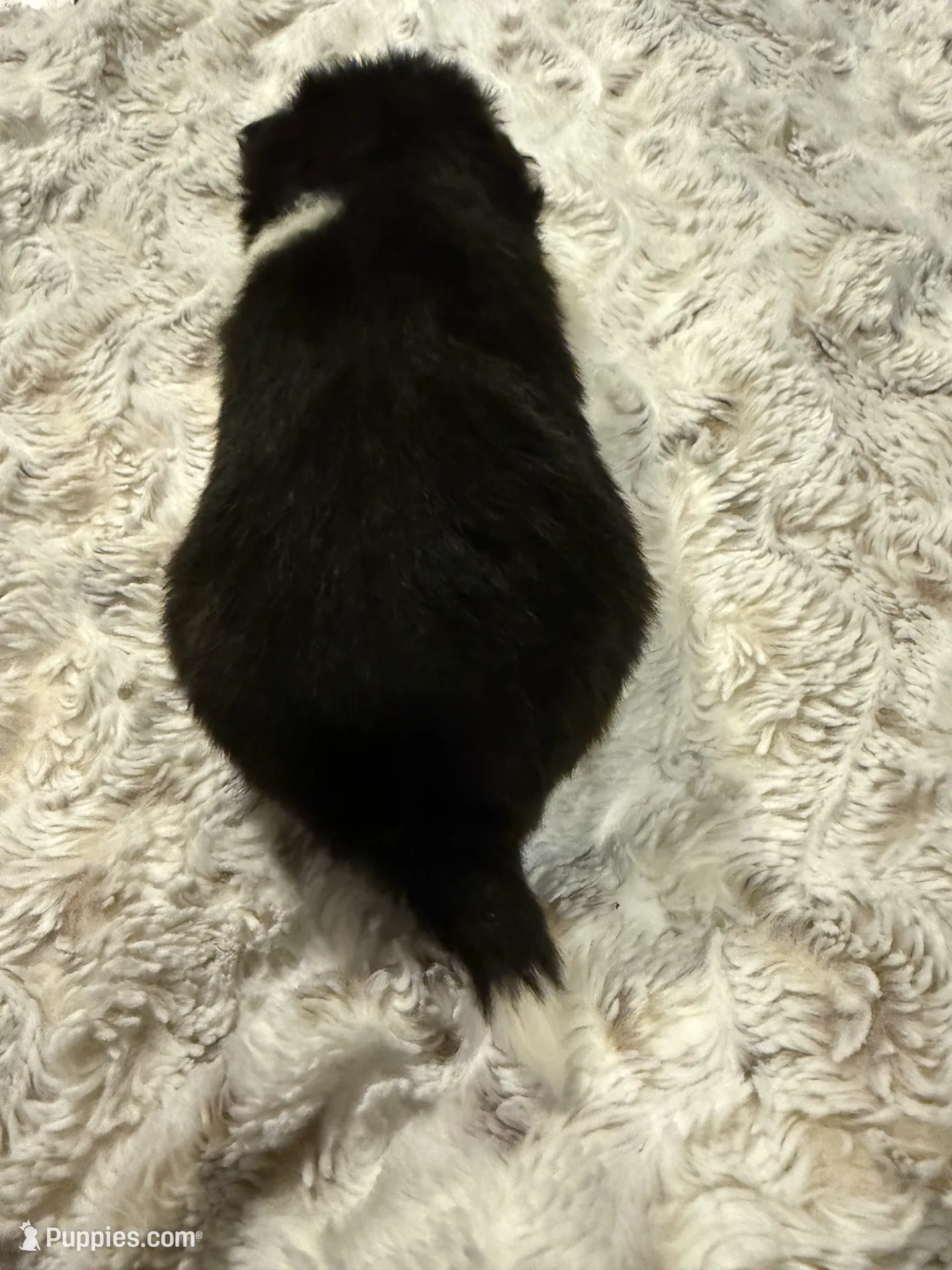 AKC Islington, a male Pomeranian for sale in Corpus Christi, TX – Photo 7 of 9