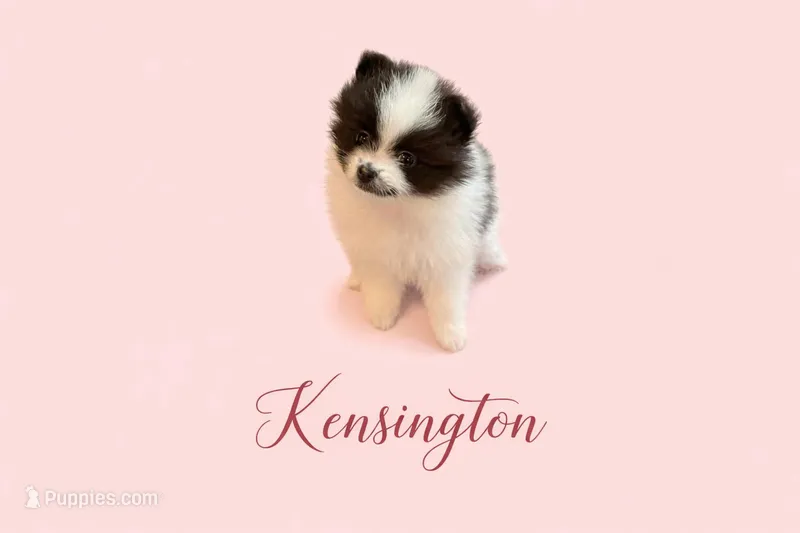 AKC Kensington