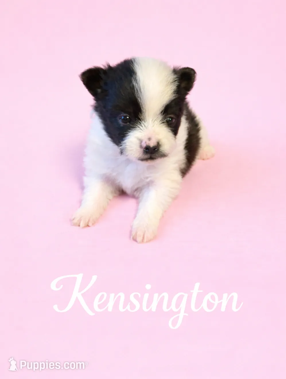 AKC Kensington, a female Pomeranian for sale in Corpus Christi, TX – Photo 4 of 9