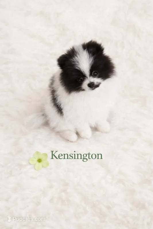 AKC Kensington