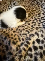 AKC Kensington, a female Pomeranian for sale in Corpus Christi, TX – Photo 7 of 9