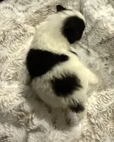 AKC Kensington, a female Pomeranian for sale in Corpus Christi, TX – Photo 6 of 9