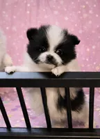 AKC Kensington, a female Pomeranian for sale in Corpus Christi, TX – Photo 1 of 9