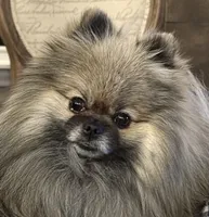 AKC Kensington, a female Pomeranian for sale in Corpus Christi, TX – Photo 9 of 9