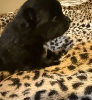 AKC Kingston, a male Pomeranian for sale in Corpus Christi, TX – Photo 5 of 7