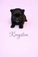 AKC Kingston, a male Pomeranian for sale in Corpus Christi, TX – Photo 3 of 7