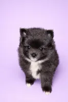 AKC Kingston, a male Pomeranian for sale in Corpus Christi, TX – Photo 1 of 7