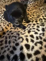 AKC Kingston, a male Pomeranian for sale in Corpus Christi, TX – Photo 4 of 7