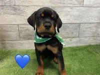 Green Bandanna, a male Rottweiler for sale in Seguin, TX – 5 of 6