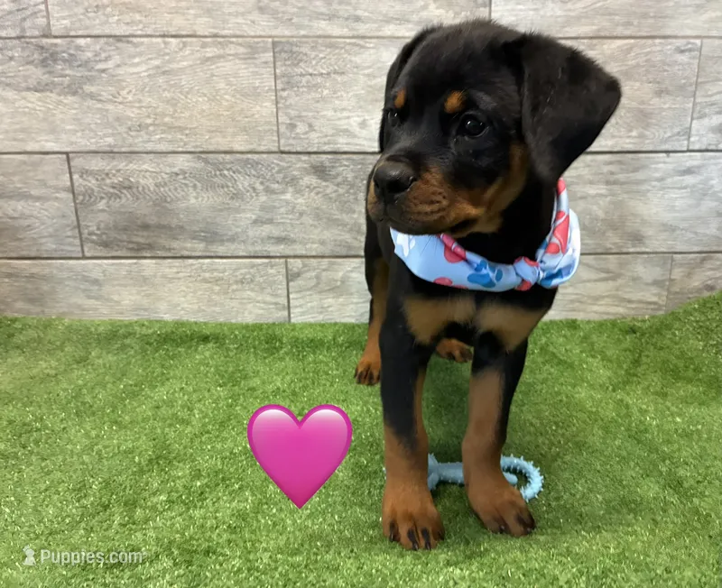 Blue/Pink Bandanna – Rottweiler puppy for sale in Seguin, TX