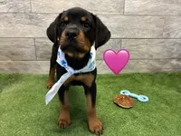 Blue White, a female Rottweiler for sale in Seguin, TX – 3 of 3