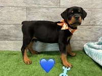 Orange Bandanna , a female Rottweiler for sale in Seguin, TX – 5 of 5