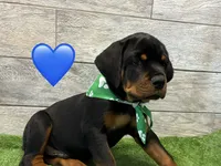 Green Bandanna, a male Rottweiler for sale in Seguin, TX – 3 of 6