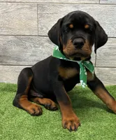 Green Bandanna, a male Rottweiler for sale in Seguin, TX – 6 of 6
