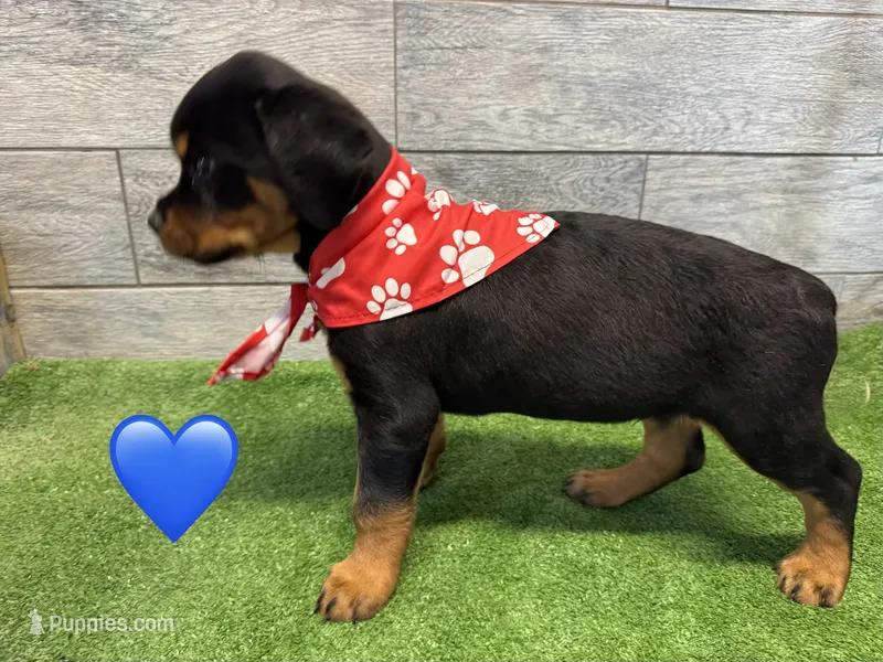 Red Bandanna  – Rottweiler puppy for sale in Seguin, TX
