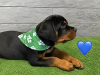 Green Bandanna, a male Rottweiler for sale in Seguin, TX – 4 of 6