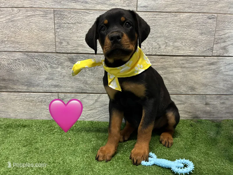 Yellow Bandanna – Rottweiler puppy for sale in Seguin, TX