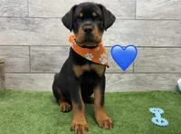 Orange Bandanna , a female Rottweiler for sale in Seguin, TX – 3 of 5
