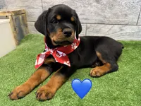 Red Bandanna , a male Rottweiler for sale in Seguin, TX – 2 of 5
