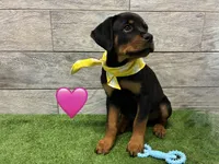 Yellow Bandanna, a female Rottweiler for sale in Seguin, TX – 3 of 3