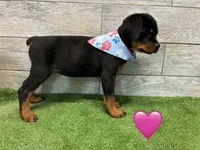Blue/Pink Bandanna, a female Rottweiler for sale in Seguin, TX – 3 of 3