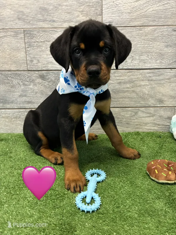 Blue White – Rottweiler puppy for sale in Seguin, TX