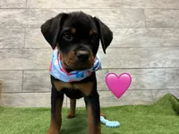 Blue/Pink Bandanna, a female Rottweiler for sale in Seguin, TX – 2 of 3