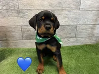 Green Bandanna, a male Rottweiler for sale in Seguin, TX – 2 of 6