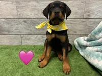 Yellow Bandanna, a female Rottweiler for sale in Seguin, TX – 2 of 3