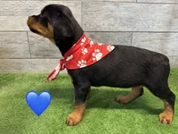 Red Bandanna , a male Rottweiler for sale in Seguin, TX – 3 of 5