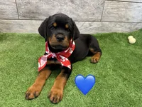 Red Bandanna , a male Rottweiler for sale in Seguin, TX – 4 of 5