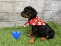 Red Bandanna , a male Rottweiler for sale in Seguin, TX – 5 of 5