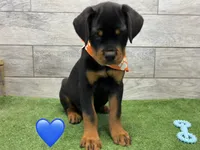 Orange Bandanna , a female Rottweiler for sale in Seguin, TX – 2 of 5