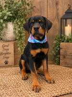 Blue/Pink Bandanna, a female Rottweiler for sale in Seguin, TX – 1 of 4