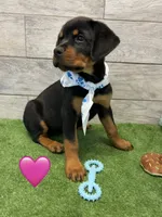 Blue White, a female Rottweiler for sale in Seguin, TX – 2 of 3
