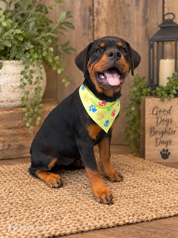 Yellow Bandanna – Rottweiler puppy for sale in Seguin, TX