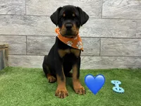 Orange Bandanna , a female Rottweiler for sale in Seguin, TX – 4 of 5