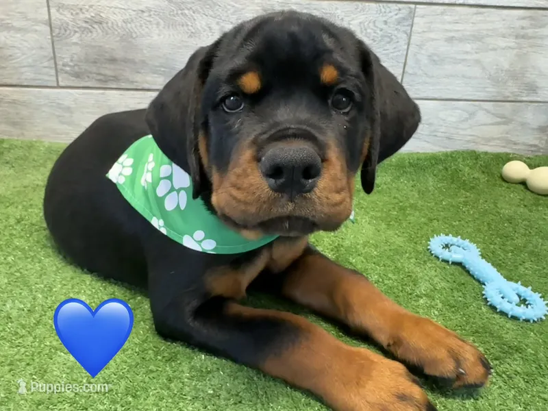 Green Bandanna – Rottweiler puppy for sale in Seguin, TX