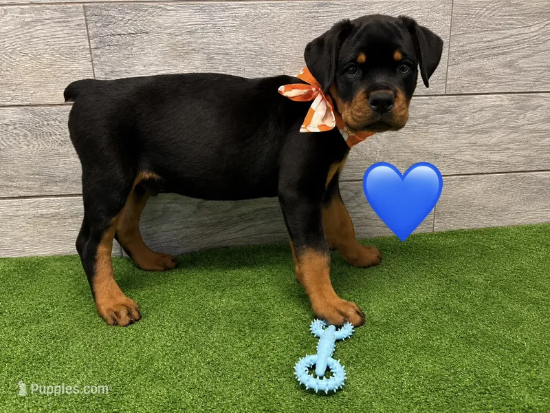 Orange Bandanna  – Rottweiler puppy for sale in Seguin, TX