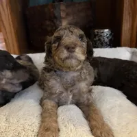 Dream, a female Poodle - Standard  and Newfypoo for sale in Freeburg, MO – Photo 3 of 3