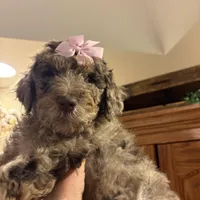 Dream, a female Poodle - Standard  and Newfypoo for sale in Freeburg, MO – Photo 1 of 3