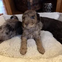Dream, a female Poodle - Standard  and Newfypoo for sale in Freeburg, MO – Photo 2 of 3