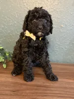 Weezer, a male Poodle - Miniature  and Newfypoo for sale in Freeburg, MO – 4 of 4