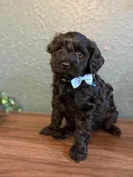 Ozzy, a male Poodle - Miniature  and Newfypoo for sale in Freeburg, MO – 3 of 3