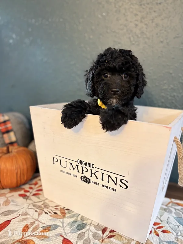 Weezer – Poodle - Miniature , Newfypoo puppy for sale in Freeburg, MO