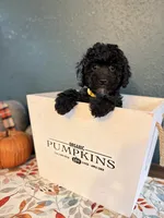 Weezer, a male Poodle - Miniature  and Newfypoo for sale in Freeburg, MO – 1 of 4