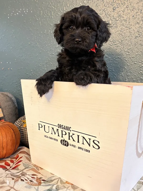 Ozzy – Poodle - Miniature , Newfypoo puppy for sale in Freeburg, MO