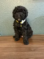 Weezer, a male Poodle - Miniature  and Newfypoo for sale in Freeburg, MO – 2 of 4