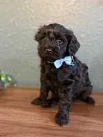 Ozzy, a male Poodle - Miniature  and Newfypoo for sale in Freeburg, MO – 2 of 3
