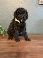 Weezer, a male Poodle - Miniature  and Newfypoo for sale in Freeburg, MO – 3 of 4